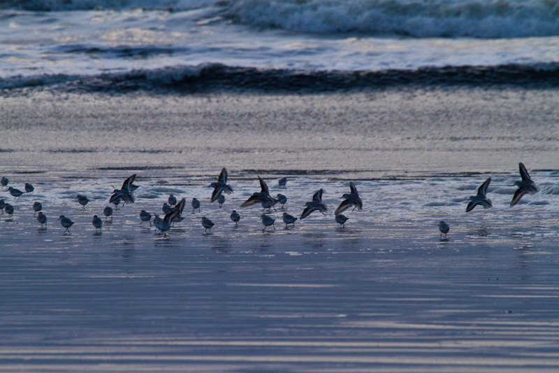 Sanderling And Dunlin In Surf